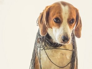 Tied up dog - istock