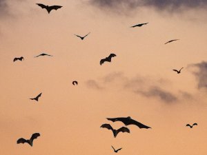 Bats CR Clement Falize on Unsplash