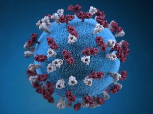 3D model of a measles particle