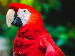 Parrot CR Christopher Alvarenga on Unsplash