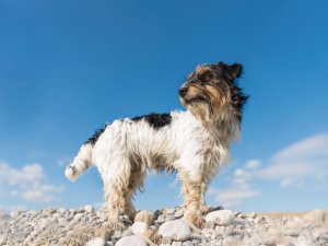 Dog, summit, terrier