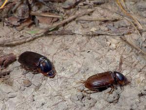 Tasmanian grass grubs