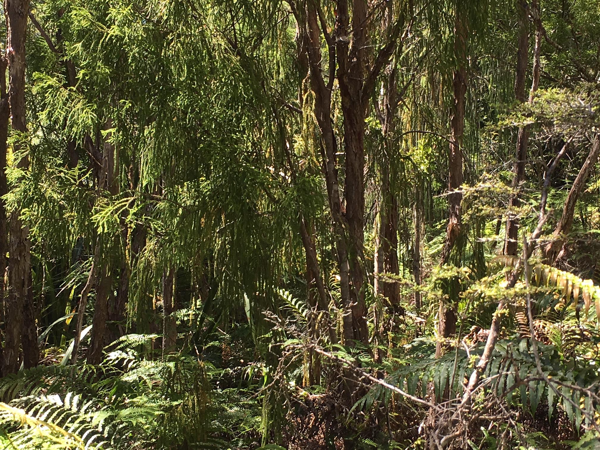 Paparoa forest