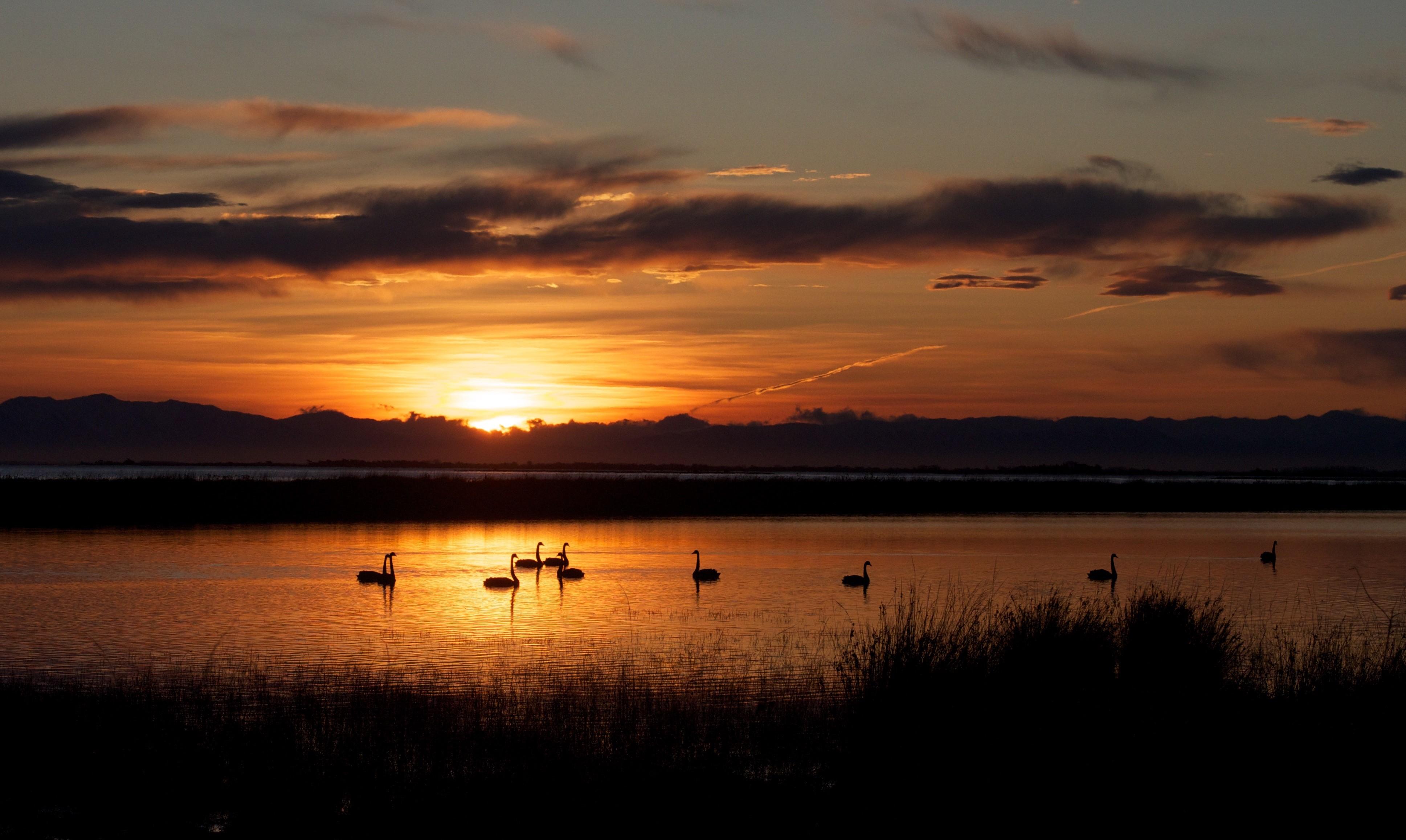 Swans on Lake Ellesmere