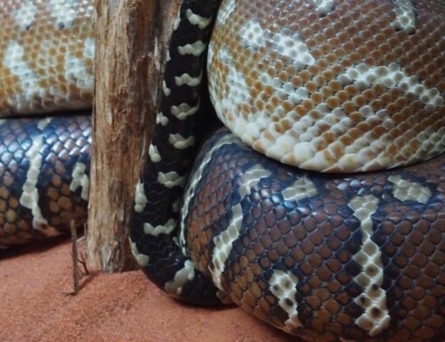 Sydney Zoo