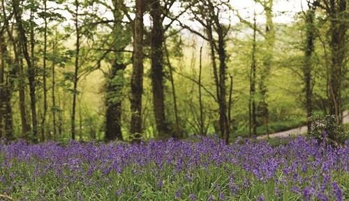 Combe wood