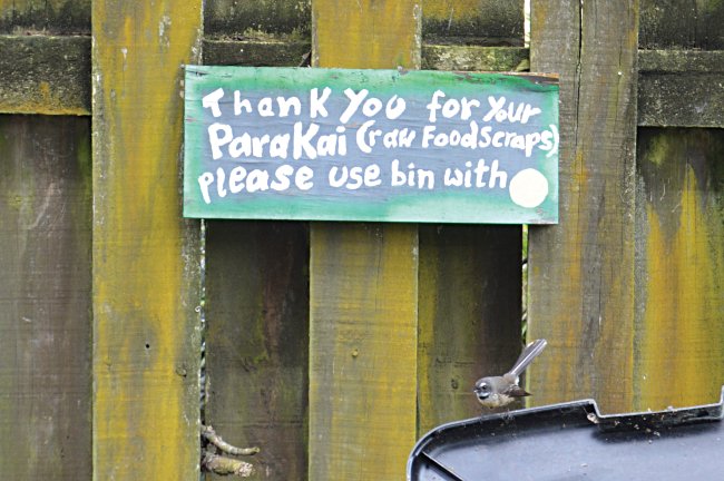 piwakawaka on recycling bin Tamaki Urban Market Garden